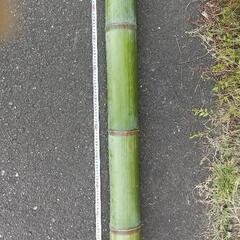 【引取限定】青竹 工作などに