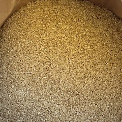 数量限定　新米　コシヒカリ玄米　30kg入りの画像