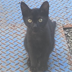 迷い猫