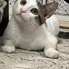 僕のずっとの家族になってください！ − 奈良県