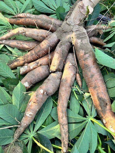クリアランス ⑥【小さな農家直送】キャッサバ（cassava・manjioka