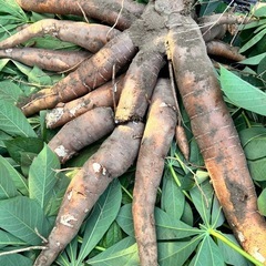 ⑥【小さな農家直送】キャッサバ（cassava・manjioka...