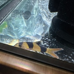 熱帯魚クラウンローチ2匹の画像
