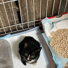 黒猫　生後約３ヶ月