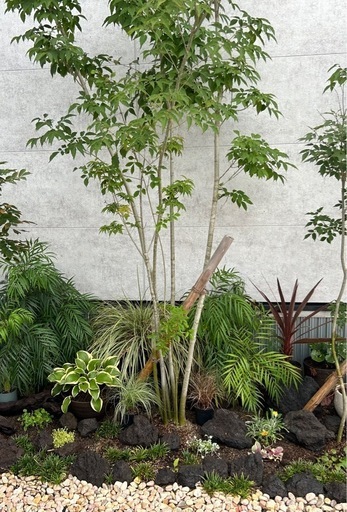 アオダモ　植栽