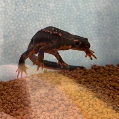 オキナワシリケンイモリ♀2匹の画像