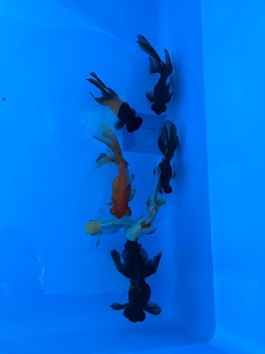 値下げ！水槽　錦鯉　金魚　養魚場　運搬