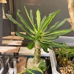 レア】パキポディウム アンボンゲンセ 実生苗 塊根植物 観葉植物