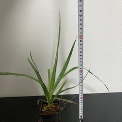 ドラセナ　ドラコ　観葉植物　生活雑貨 家庭用品 ガーデニングの画像