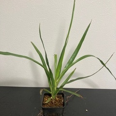 ドラセナ　ドラコ　観葉植物　生活雑貨 家庭用品 ガーデニングの画像