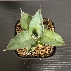 アガベ　チタノタ　観葉植物　塊根植物　ビザールプランツ　多肉植物...