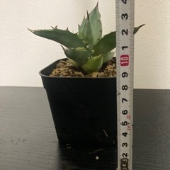 アガベ　チタノタ　観葉植物　塊根植物　ビザールプランツ　多肉植物　ガーデニング　の画像