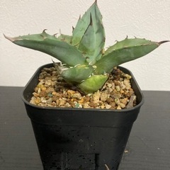 アガベ　チタノタ　観葉植物　塊根植物　ビザールプランツ　多肉植物　ガーデニング　の画像
