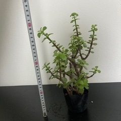 【20%オフ6/21】【20%オフ　5/15】　【11/18 20%オフ済】ポーチュラカリア　アフラ　多肉植物　観葉植物　塊根植物　ビザールプランツ生活雑貨 家庭用品 ガーデニングの画像