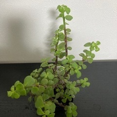 【20%オフ6/21】【20%オフ　5/15】　【11/18 20%オフ済】ポーチュラカリア　アフラ　多肉植物　観葉植物　塊根植物　ビザールプランツ生活雑貨 家庭用品 ガーデニングの画像