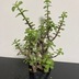 ランキングキーワードに紐づく投稿画像-多肉植物