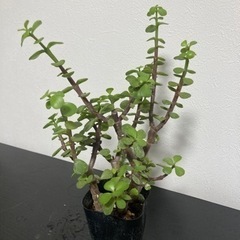 【20%オフ6/21】【20%オフ　5/15】　【11/18 20%オフ済】ポーチュラカリア　アフラ　多肉植物　観葉植物　塊根植物　ビザールプランツ生活雑貨 家庭用品 ガーデニングの画像