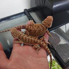 爬虫類ケージ60サイズ探してます。