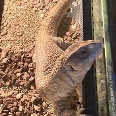 サバンナモニター　(オス)