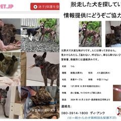 目撃情報求む‼️犬が迷子です - 助け合い