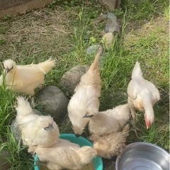 烏骨鶏10、軍鶏1