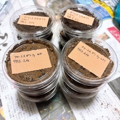 ギラファ幼虫6匹、グラシロ幼虫6匹