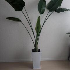 オーガスタ/観葉植物