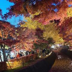 秋限定 紅葉鑑賞仲間募集！ - 豊田市