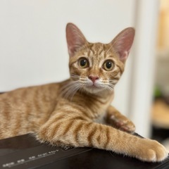 茶トラのトラ子ちゃん(=^ェ^=)