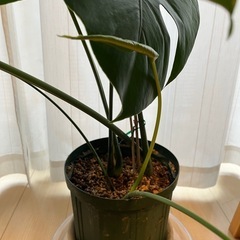 モンステラ7本立ち　【現地渡し限定】の画像
