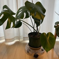 モンステラ7本立ち　【現地渡し限定】