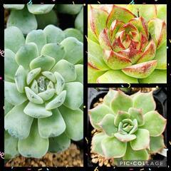多肉植物 3種セット