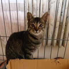 美子猫です。