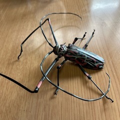ガシャポンのカミキリムシ