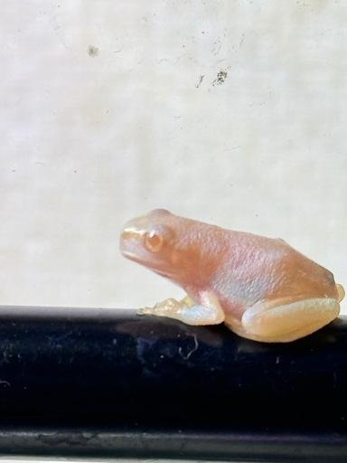 発送可　繁殖個体　アマガエル　アルビノ個体　カエル　　　