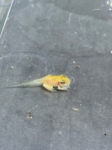 発送可　繁殖個体　アマガエル　アルビノ個体　カエル　　　
