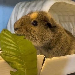 枝や葉ください！　小動物　柿の葉や枇杷の葉など