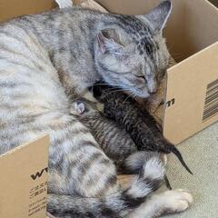 子猫　2匹