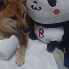 仔犬　おやつ🐕️　【お礼はキヌサヤで】