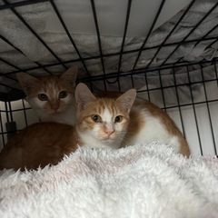 茶トラの兄弟😺里親募集😺