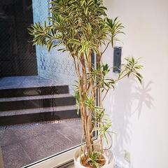 観葉植物　2つ　10月17日17時に取りに来られる方限定