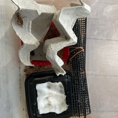生き餌　イエコオロギ成虫　20匹くらい