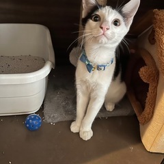 ノア君の里親様が決まりました🥹✨ - 猫