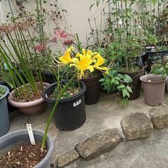 黄色彼岸花😃差し上げます