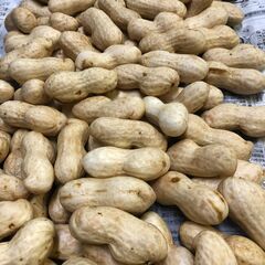 季節限定　生落花生（おおまさり） です。