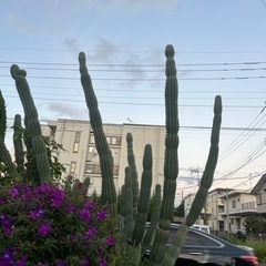 おさんぽしてくれる人探してます🚶