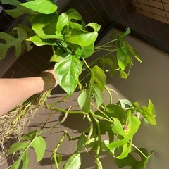 【ヒメモンステラ】差し上げます