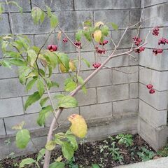 ツリバナ  鑑賞木