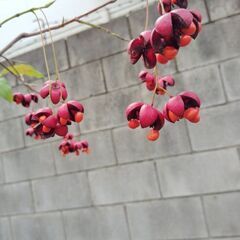 ツリバナ  鑑賞木の画像