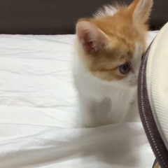 一時募集停止　茶白くん　お見合い予約受け付け - 猫
